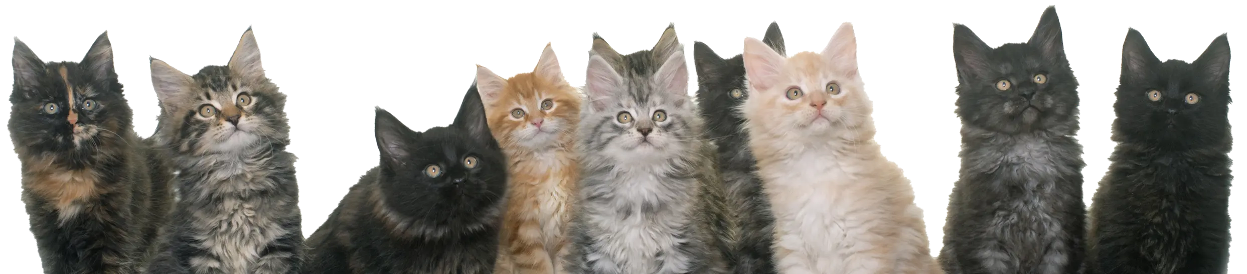 The heart of Meowtiverse