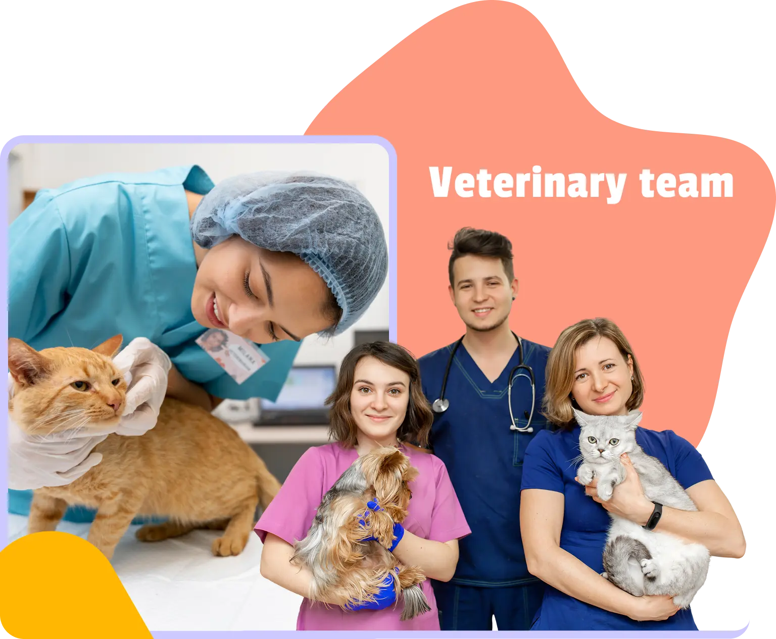 Veterinary team