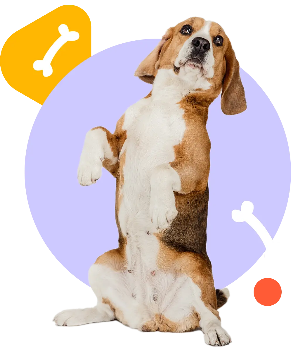 Pet health services at MEOWTIVERSE