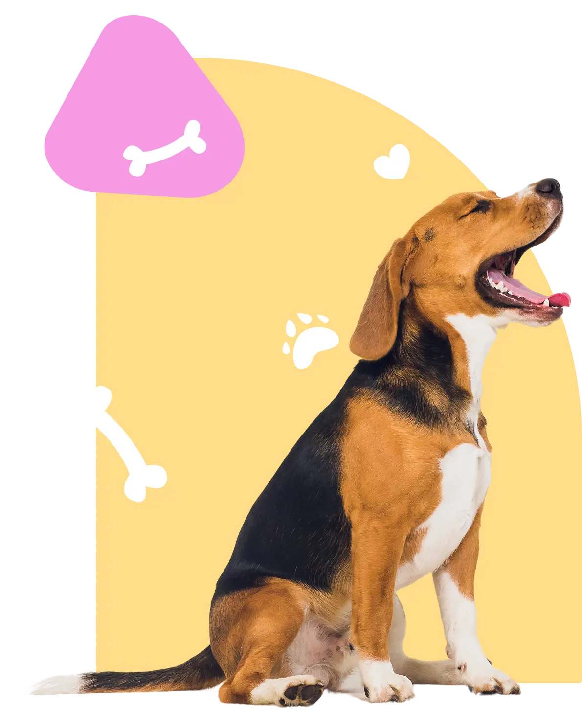 Pet nutrition and food products at MEOWTIVERSE