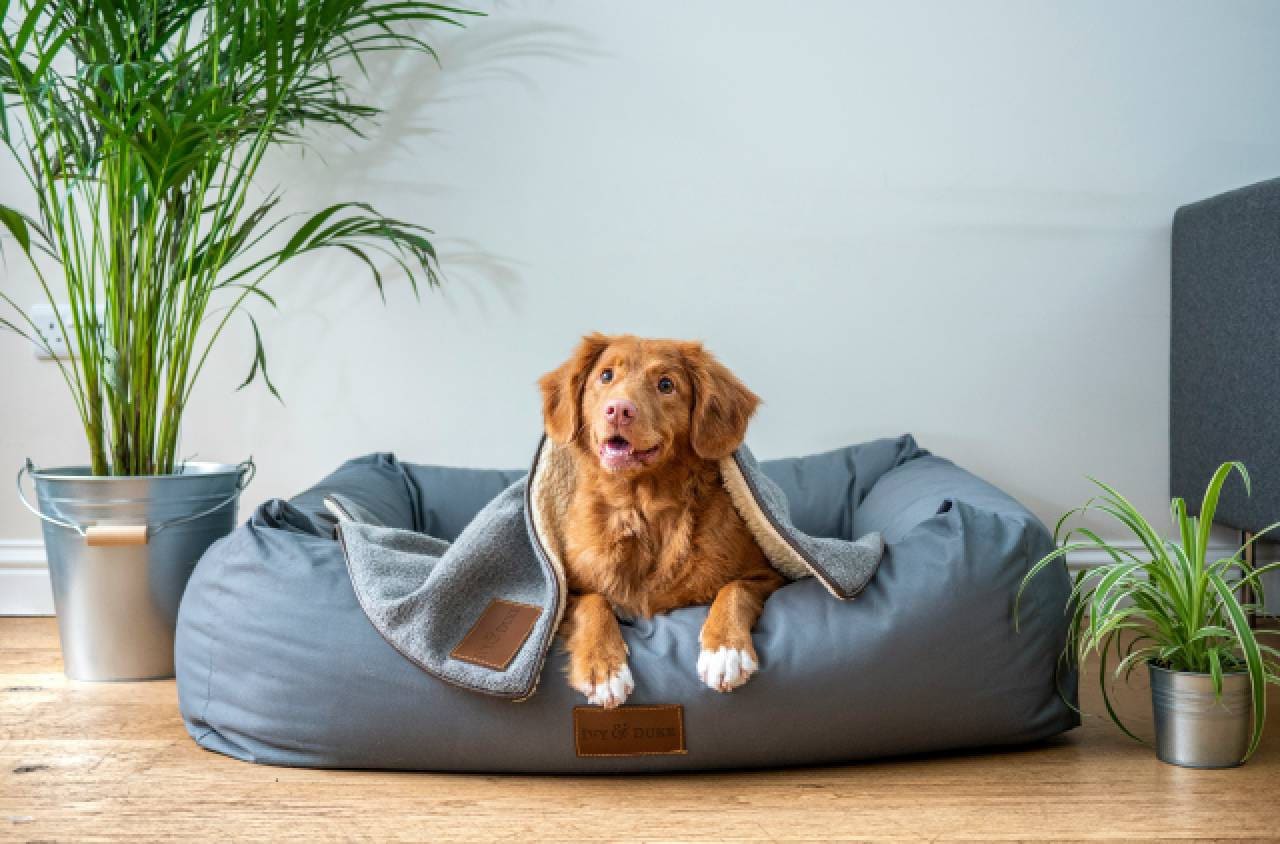 Sample Post 4 – Dog Diet You Need To Know – Pet
