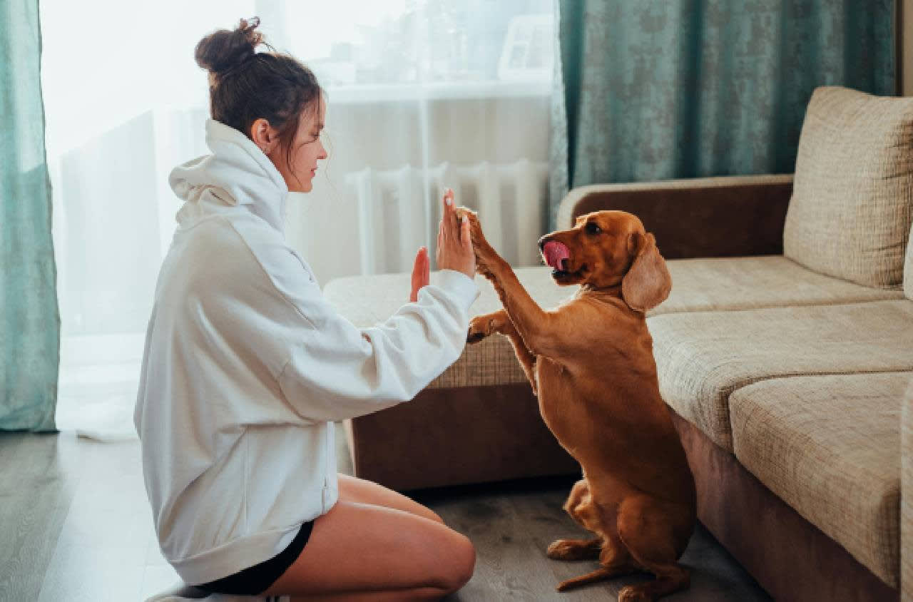 Sample Post 3 – Why Dogs Bite and Destroy Furniture and How to Prevent It Effectively – Pet