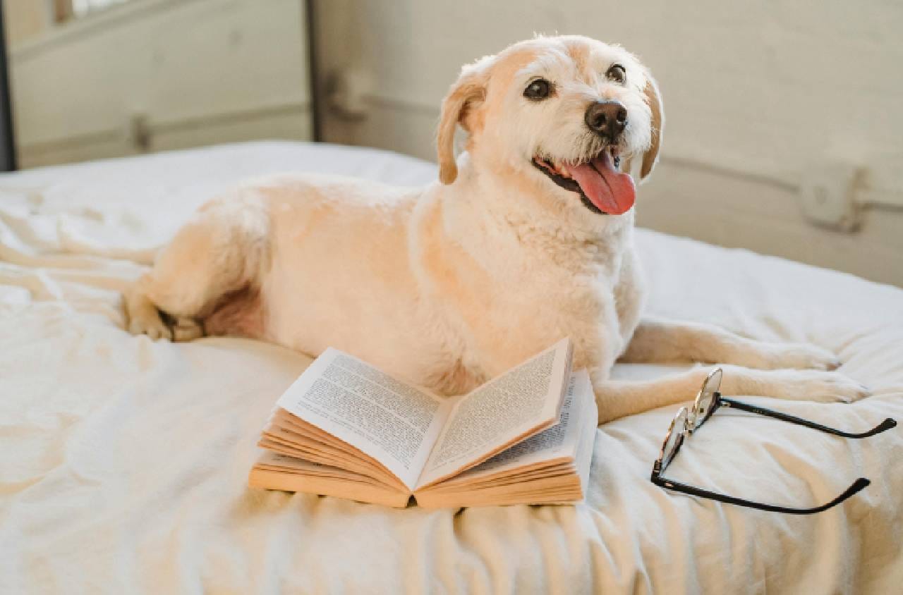 Sample Post 14 – Dog Diet You Need To Know – Pet
