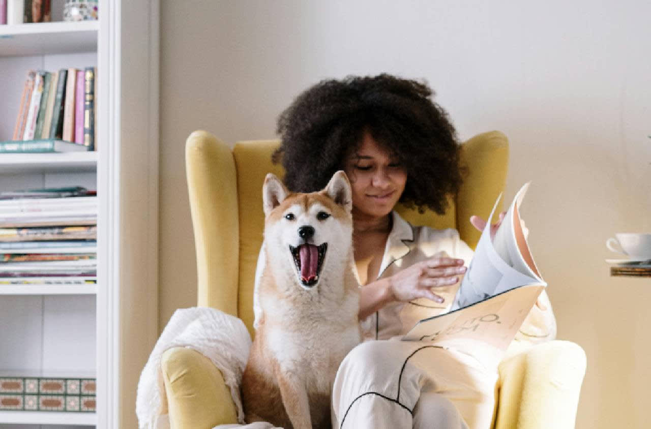 Sample Post 16 – What is a Pomeranian? How to Identify Pomeranian Dogs – Pet