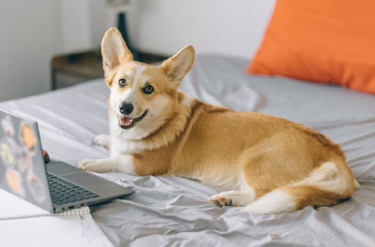 Sample Post 1 – What is a Pomeranian? How to Identify Pomeranian Dogs – Pet