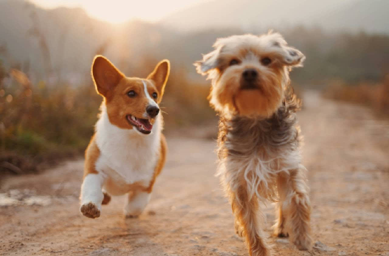 Sample Post 11 – Dog Diet You Need To Know – Pet