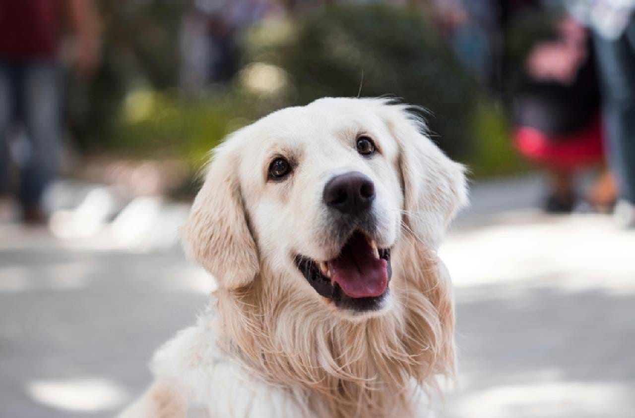 Sample Post 7 – Dog Diet You Need To Know – Pet